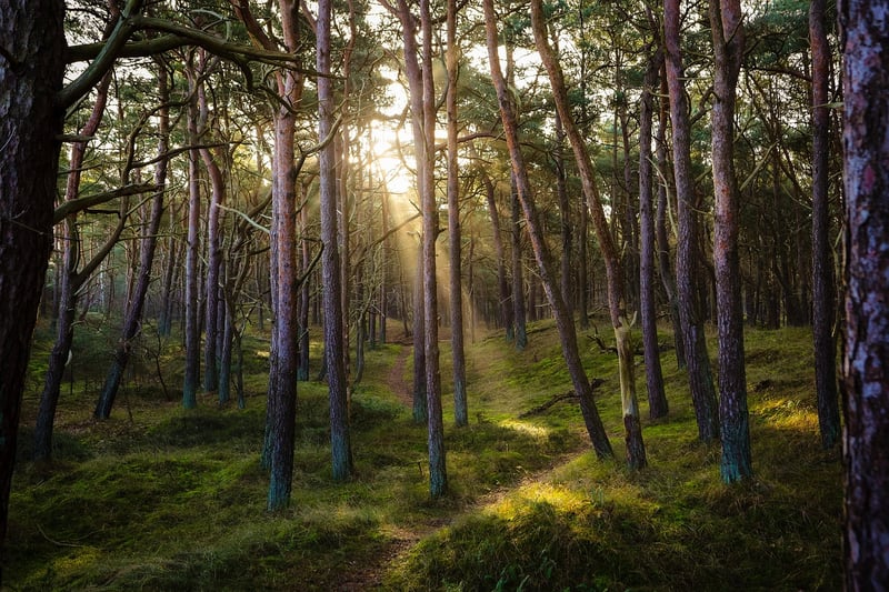 Enchanted Forest Wedding Venue
